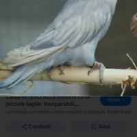 Inseparabile roseicollis marbled serie blu