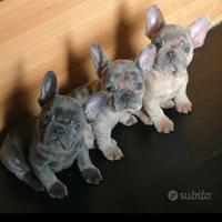 Bulldog francesi