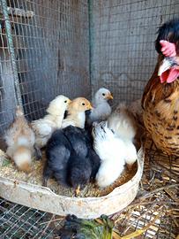 Pulcini gallina nana