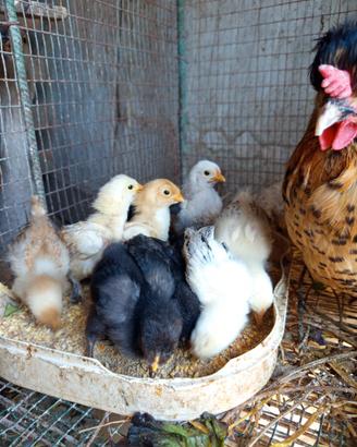 Pulcini gallina nana