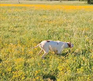 Pointer femmina