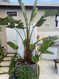 Strelitzia Nicolai