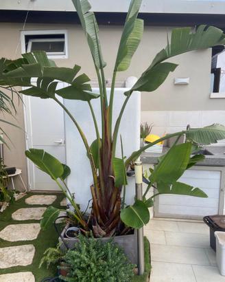 Strelitzia Nicolai