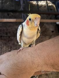 Calopsite svezzato a mano