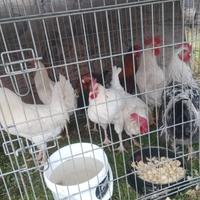 Galli livornesi