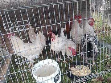 Galli livornesi