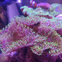 Rhodactis indosinensis