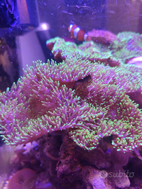 Rhodactis indosinensis