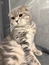 Gatto Scottish Fold