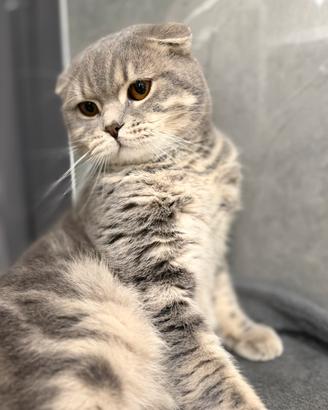 Gatto Scottish Fold