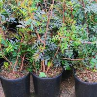 🌿 Piante di Lentisco Sardo vaso ∅18