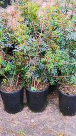 🌿 Piante di Lentisco Sardo vaso ∅18