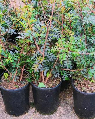 🌿 Piante di Lentisco Sardo vaso ∅18