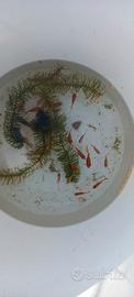 Avannotti carassi