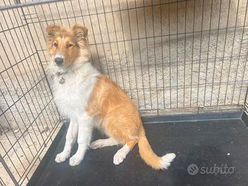 Pastore scozzese maschio