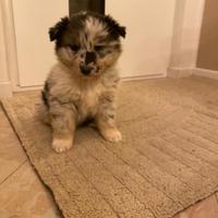 Cucciola pastore australiano