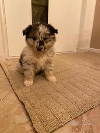 Cucciola pastore australiano