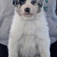 Australian Shepherd pastore australiano Blue merle