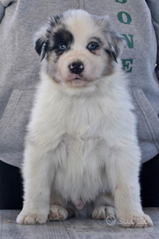 Australian Shepherd pastore australiano Blue merle