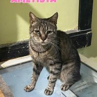 AMETISTA gattina tigrata di 2 anni