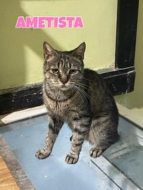 AMETISTA gattina tigrata di 2 anni