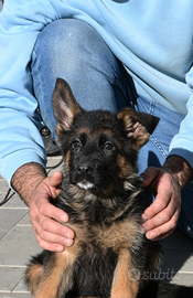 Cuccioli pastore tedesco con pedigree