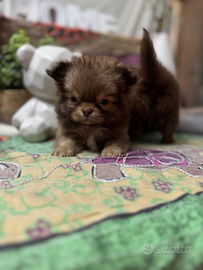 Chihuahua con pedigree