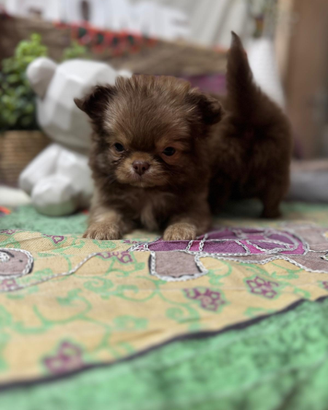 Chihuahua con pedigree