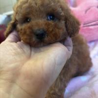 Barboncino Toy fulvo