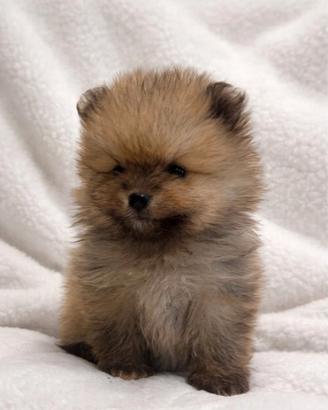 Cucciolo VOLPINO POMERANIA Mini toy da borsetta