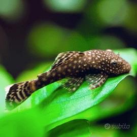 Pesciolini pulitori da vetro e fondale