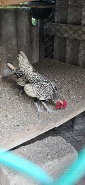 galline sebright