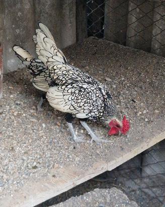 galline sebright