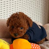 Barboncini Toy red disponibili