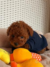 Barboncini Toy red disponibili