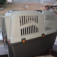 trasporto per cani 
