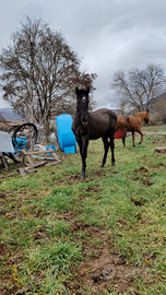 Puledro Spagnolo 7 mesi P.R.E. Grigio