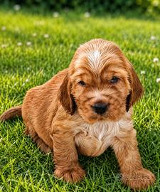 Cocker Spaniel Inglese con PEDIGREE Enci