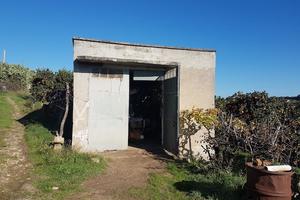 Palagiano aranceto con frutto pendente