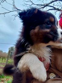 Cuccioli pastore australiano australian shepherd