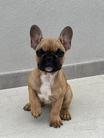 Bulldog francese