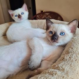 Cucciole razza thai di due mesi