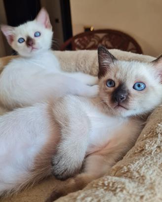 Cucciole razza thai di due mesi