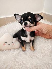 Chihuahua