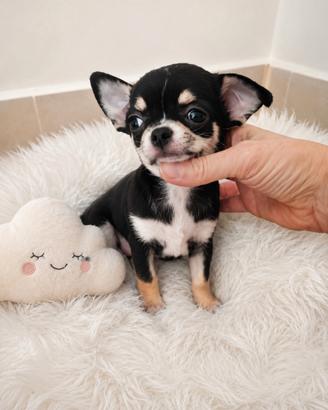 Chihuahua