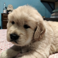 Cuccioli di Golden retriever americano