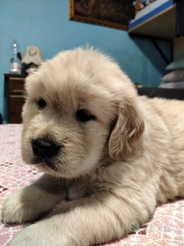 Cuccioli di Golden retriever americano