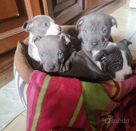 Amstaff Bleu cuccioli stupendi pura razza