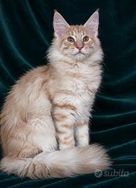 Gattino norvegese delle foreste