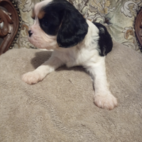 Cuccioli di cane razza cavalier king